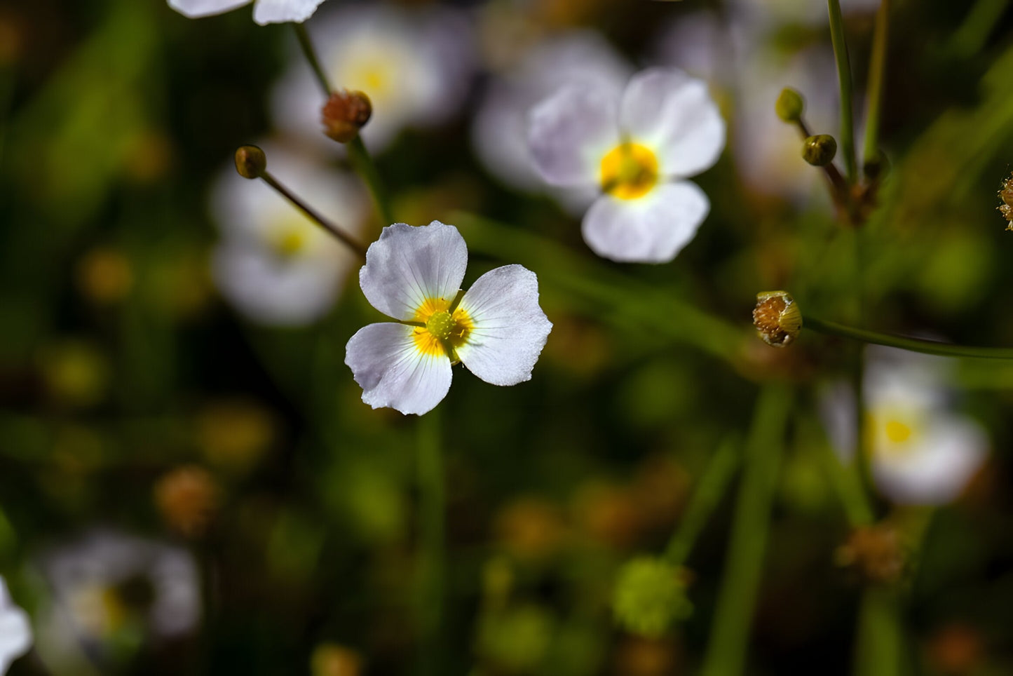 Baldellia ranunculoides