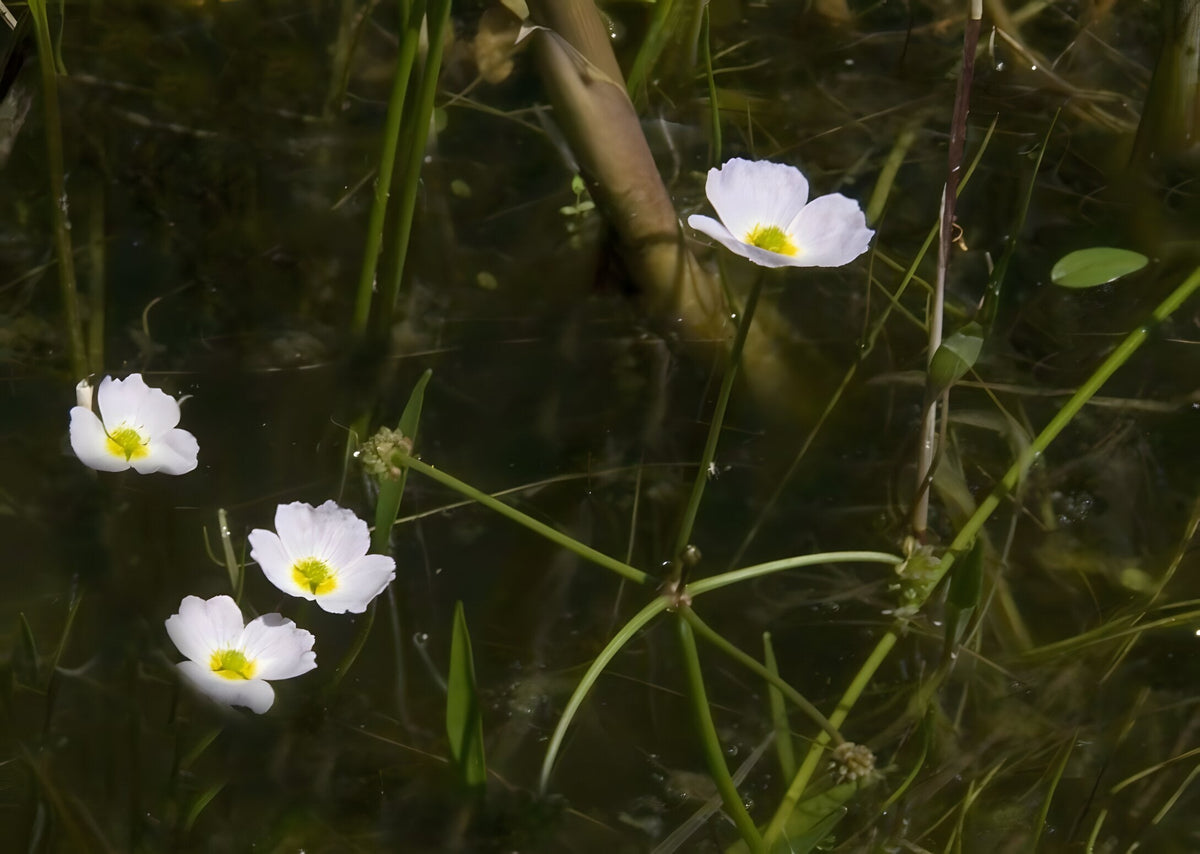 Baldellia ranunculoides