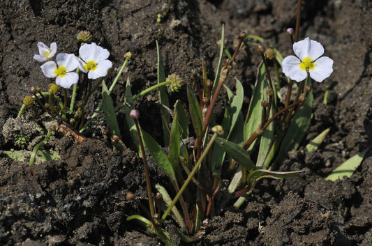 Baldellia ranunculoides (Lesser water plaintain) - MP010 Packs