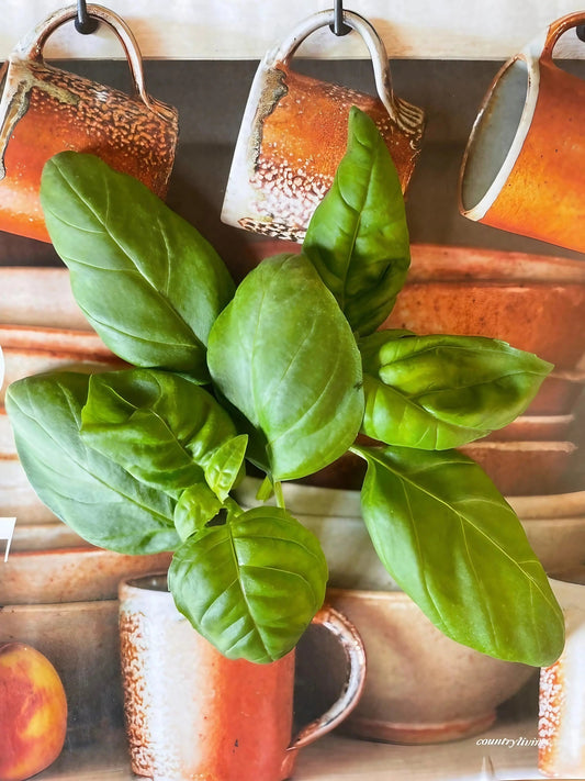 Basil Classic Italian