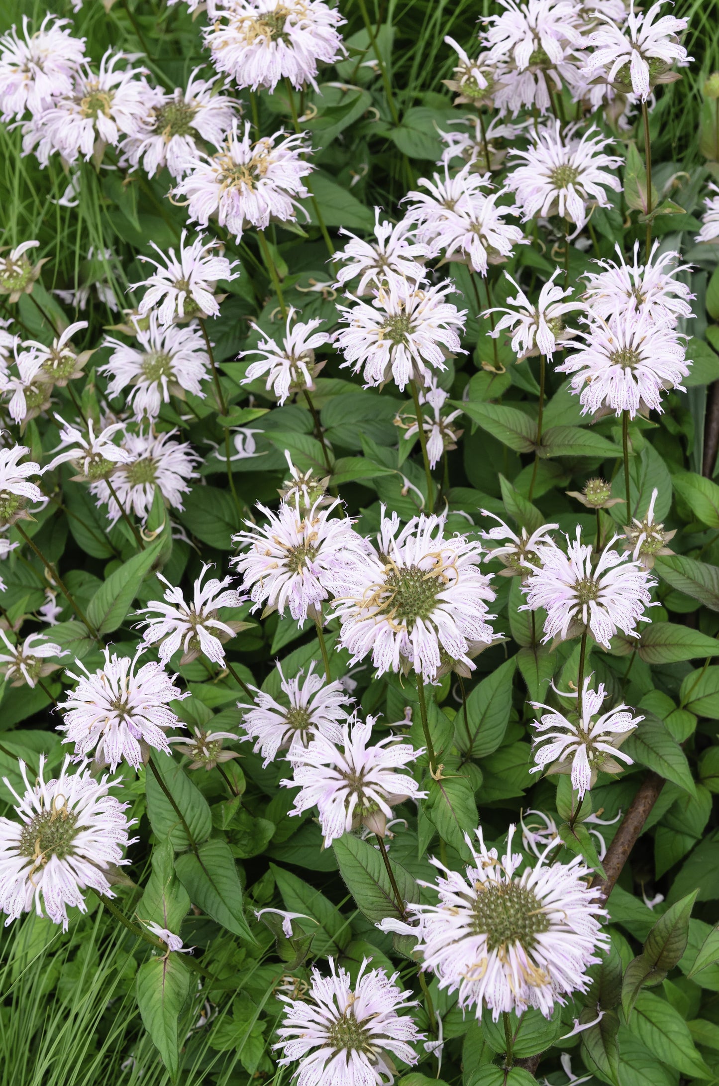 Monarda 'Bee-Bright' - BP085A Packs