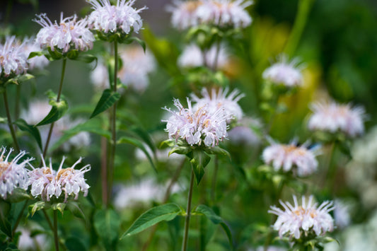 Monarda 'Bee-Bright'  - Marginal Pond Plants - BP085A
