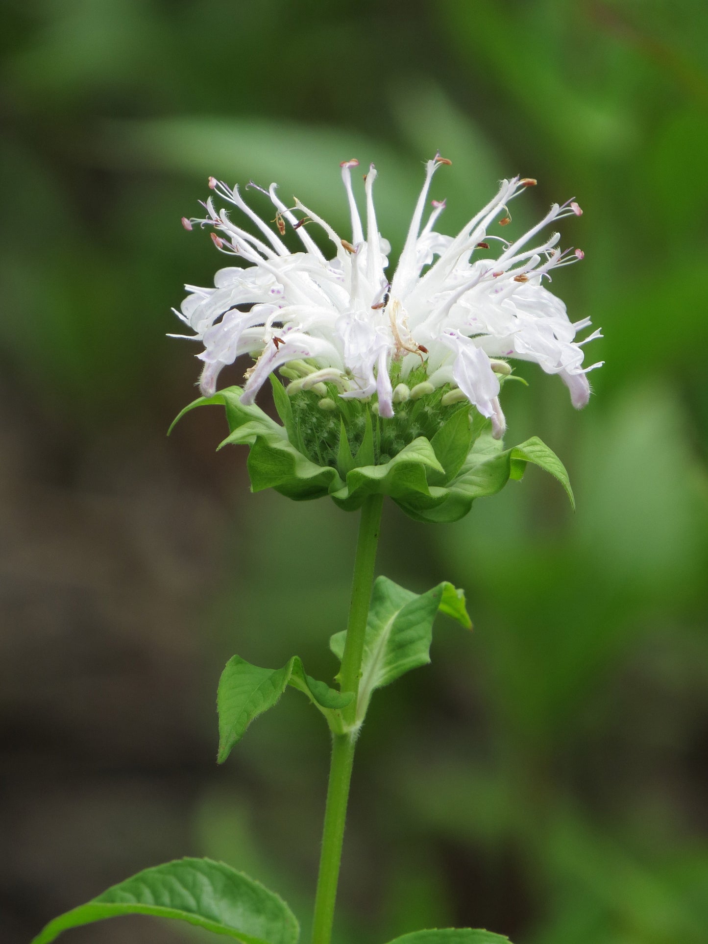 Monarda 'Bee-Bright'  - Marginal Pond Plants - BP085A