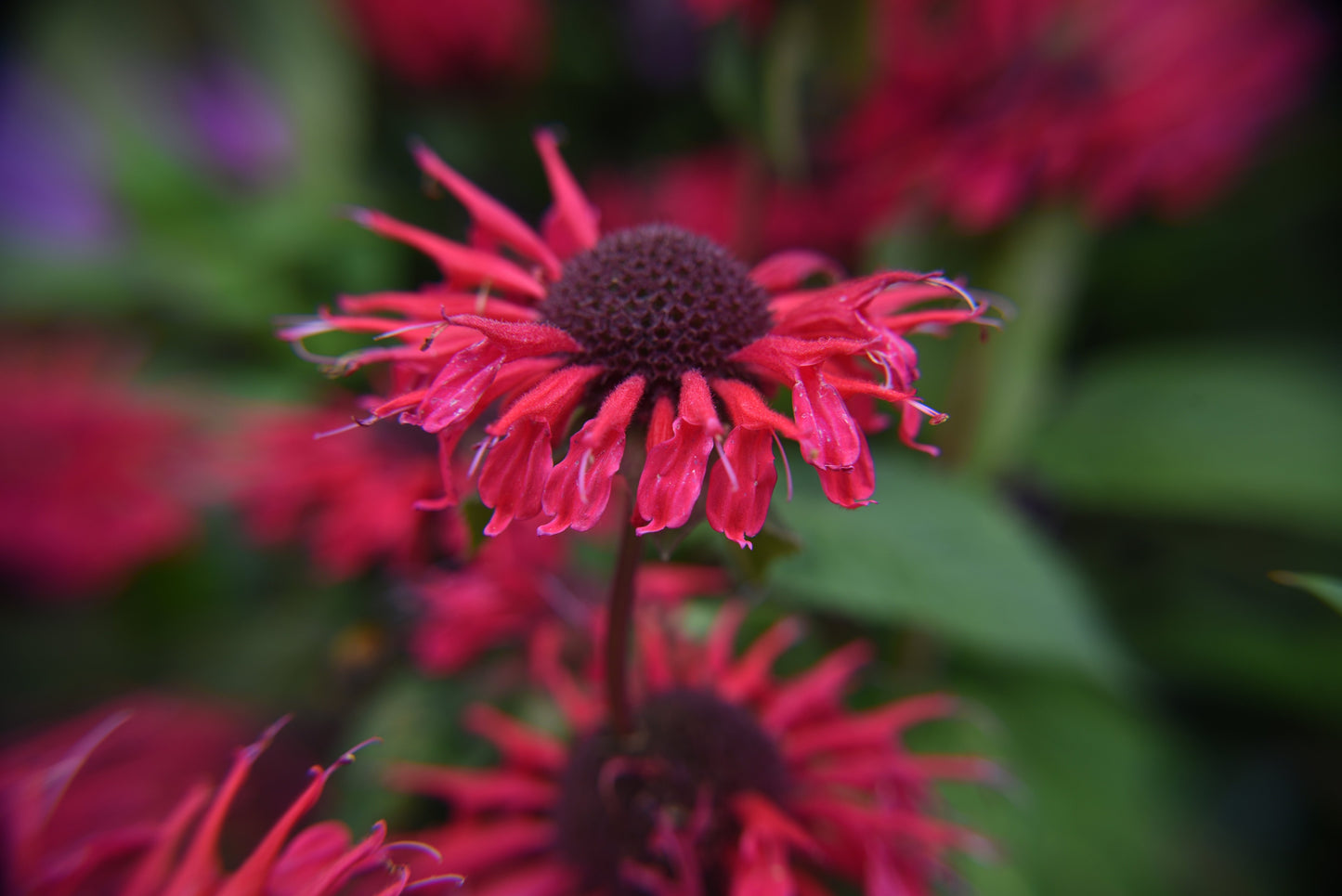 Monarda "Bee-Happy" - BP083 Packs