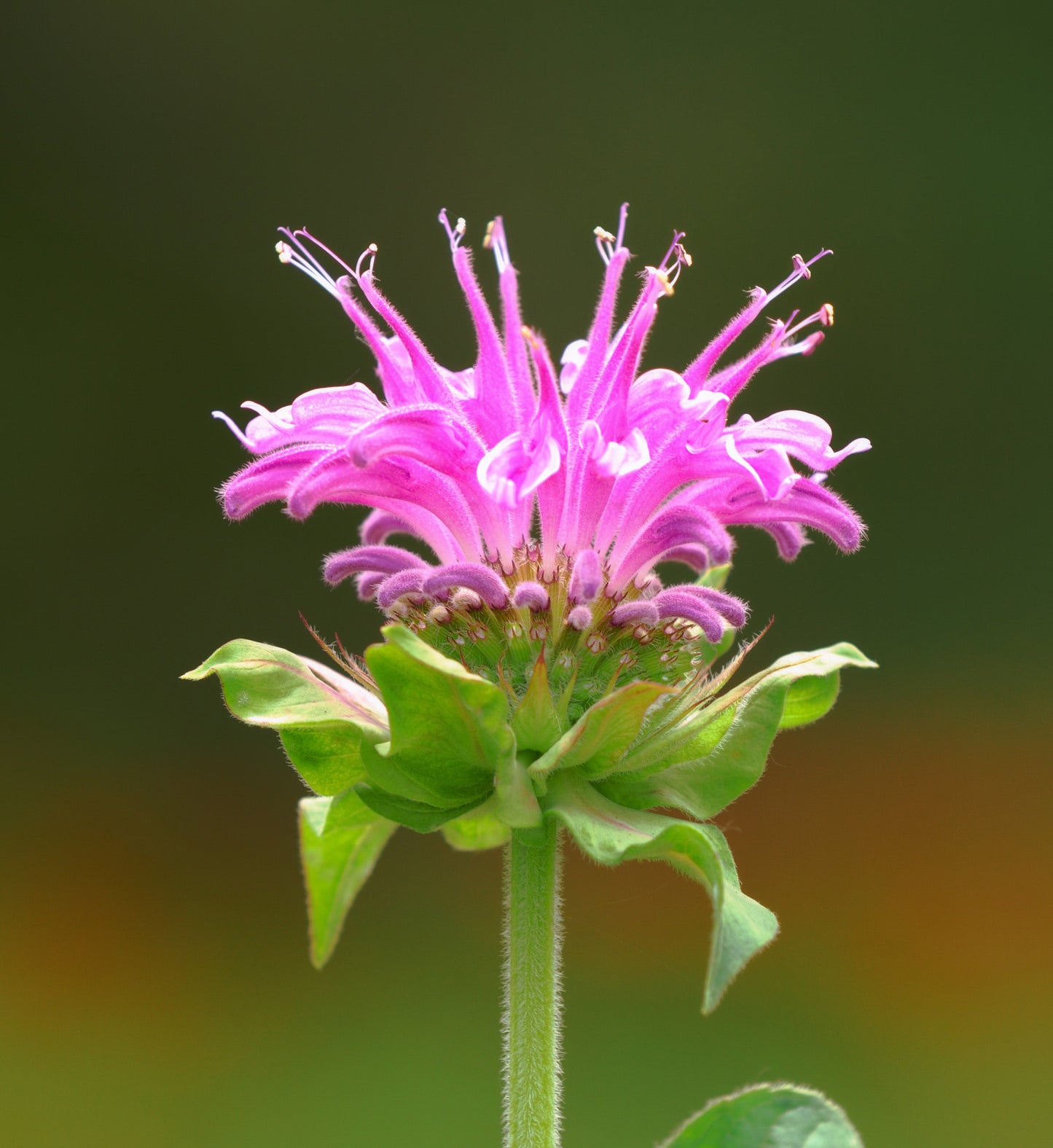 Monarda Bee-Lieve - Marginal Pond Plants - BP084