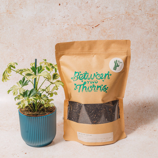 Cacti and Succulent Soil Mix- 500g/1kg Peat Free