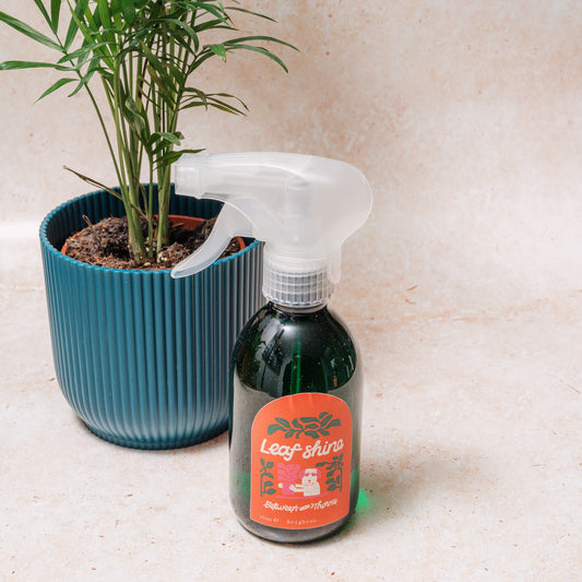 WHOLESALE BETWEEN TWO THORNS LEAF SHINE