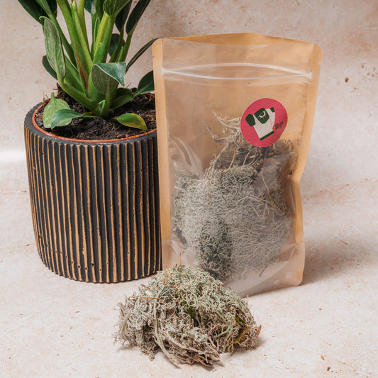 WHOLESALE CLADONIA RANGIFERINA (SILVER REINDEER MOSS)