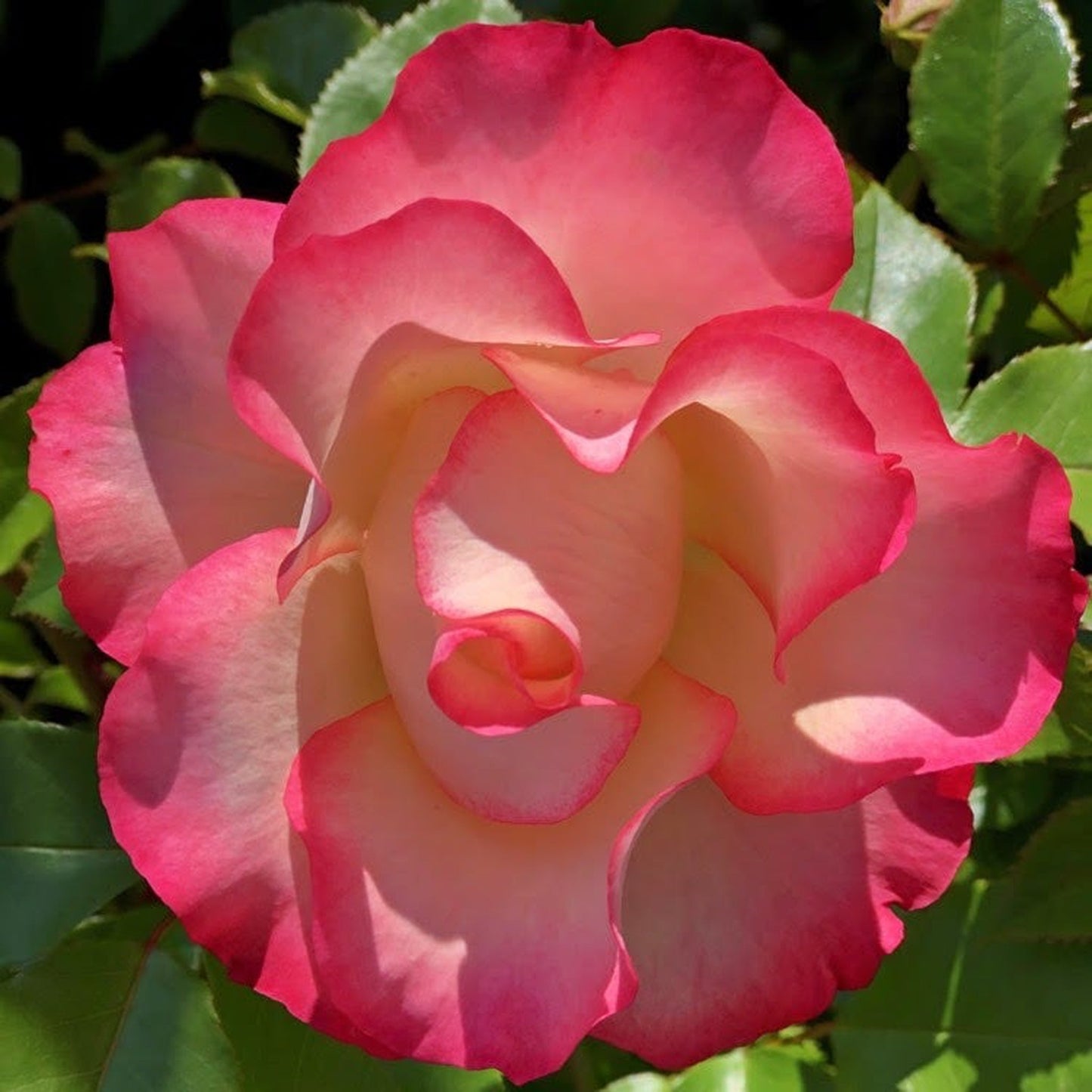 Rose Birthday Girl ‘Meilasso’ | Floribunda Rose | 4L Potted Rose (PRE ORDER DECEMBER '25)