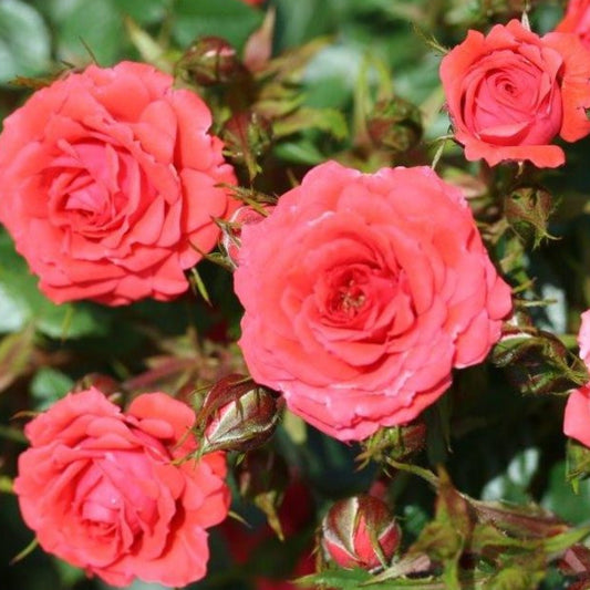 Rose Birthday Wishes | Patio Rose | 4L Potted (PRE ORDER DECEMBER '25)