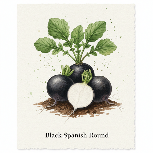 Radish Seeds - Black Spanish Round - Striking Winter Heirloom (750 Seeds)