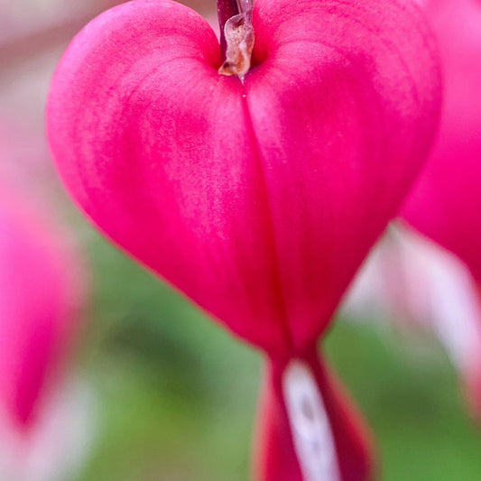 Dicentra Spectabilis 'Bleeding Heart' Pink (6cm - 2L)