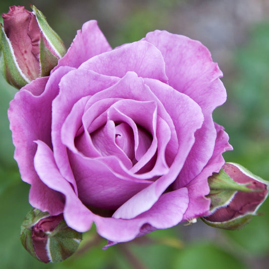 Blue Moon Rose | Hybrid Tea | 4L Potted Rose (PRE ORDER DECEMBER '25)