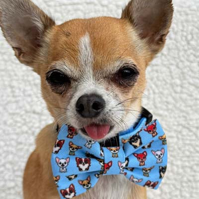 Blue Chihuahua Print Exclusive Designer Bow Tie by My Chi and Me