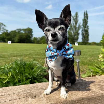 Blue Chihuahua Print Exclusive Designer Bow Tie by My Chi and Me
