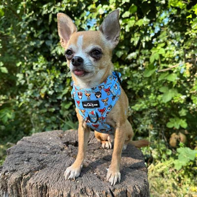 Blue Chihuahua Print Exclusive Small Dog Harness by My Chi and Me