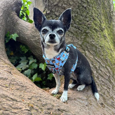 Blue Chihuahua Print Exclusive Small Dog Harness by My Chi and Me