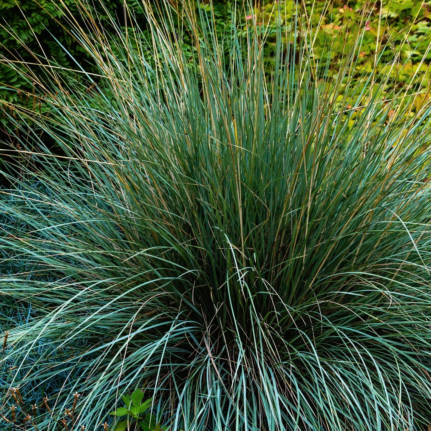 Blue Grass - Festuca Elijah Blue