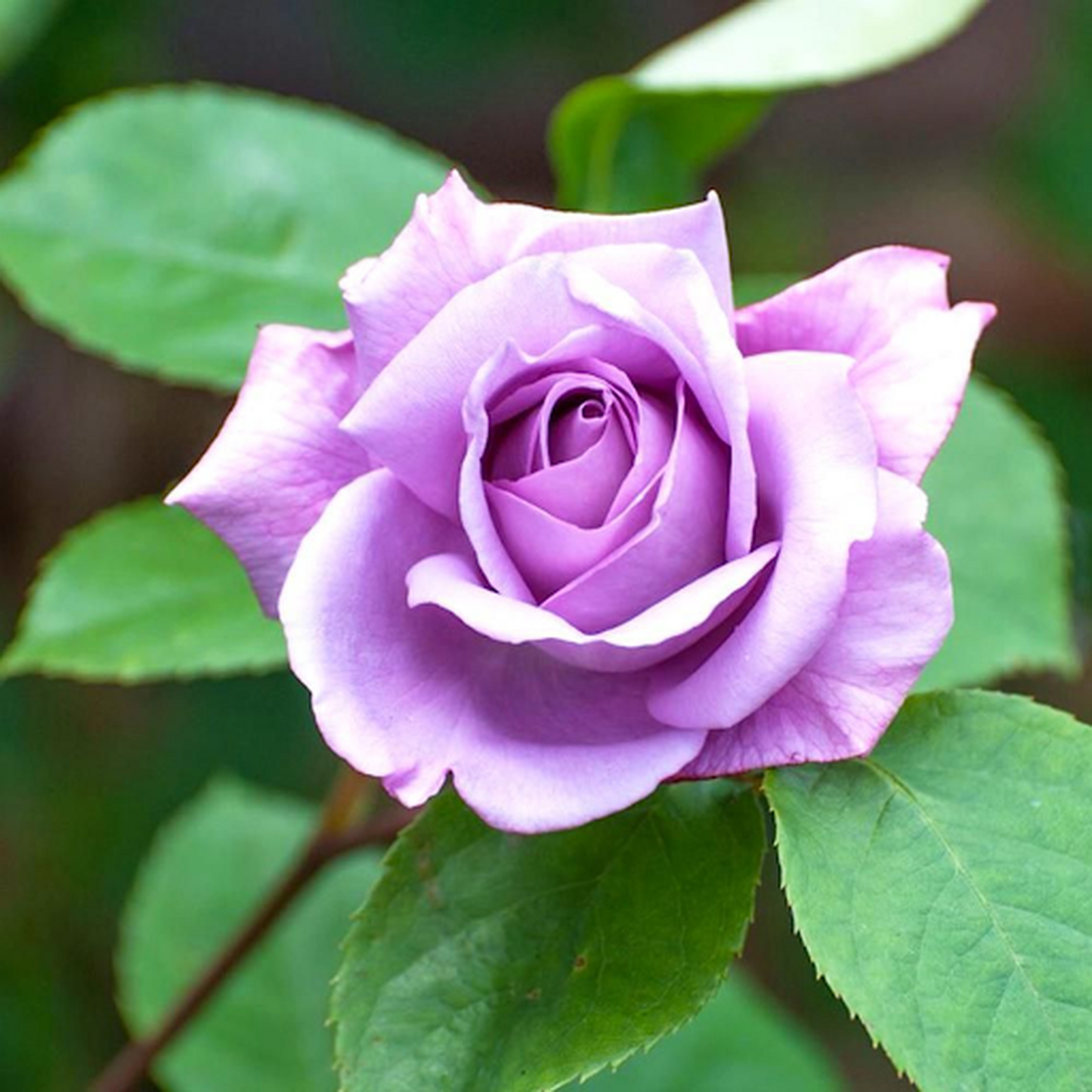 Blue Moon Rose | Hybrid Tea | 4L Potted Rose (PRE ORDER DECEMBER '25)
