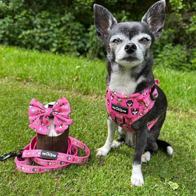 Signature Pink Chihuahua Print Exclusive Small Sailor Bow by My Chi and Me