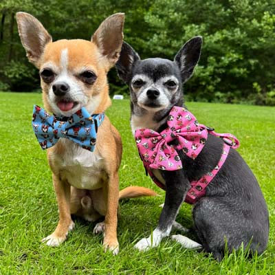 Blue Chihuahua Print Exclusive Designer Bow Tie by My Chi and Me