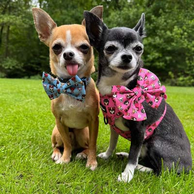 Blue Chihuahua Print Exclusive Designer Bow Tie by My Chi and Me