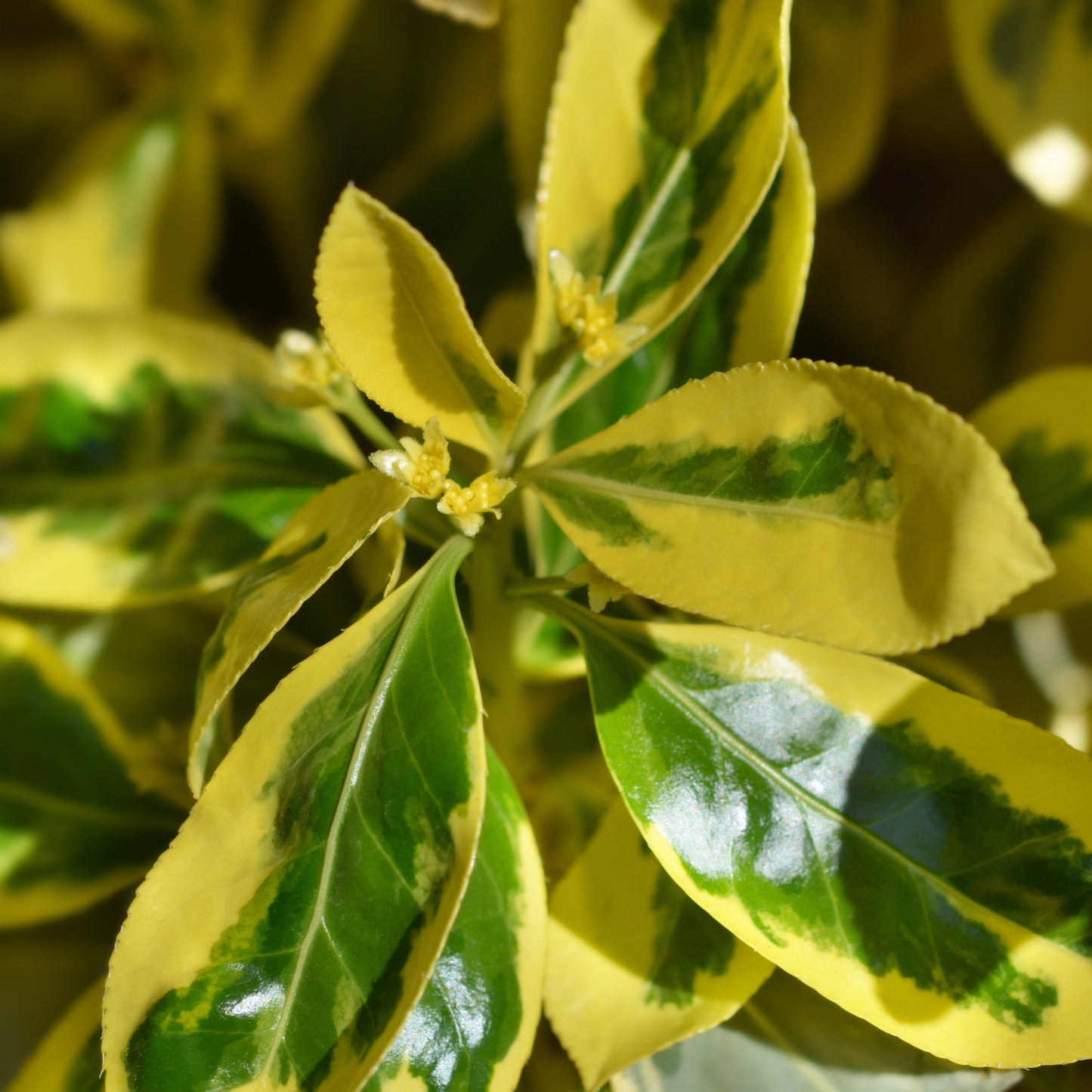 Euonymus japonicus 'Bravo' 9cm / 3L