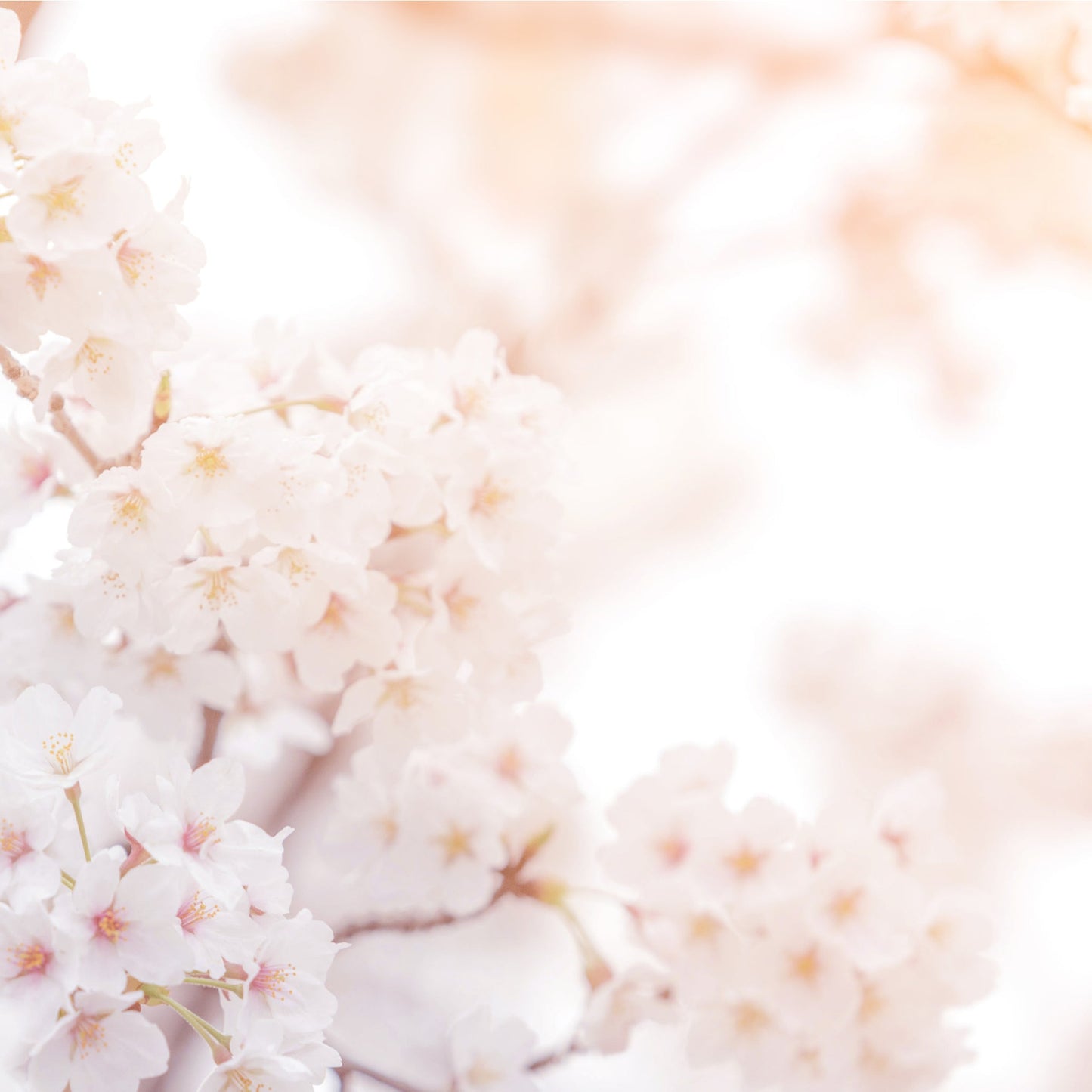 Ornamental Flowering Cherry Blossom Dwarf Tree -  Nipponica ‘Brilliant' (2 Sizes Available)