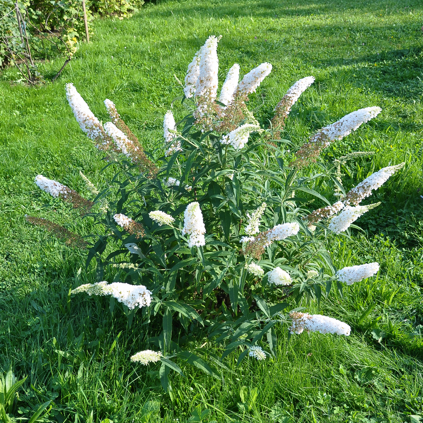 Buddleja Butterfly Candy 'Little White' 9cm/1L/3L