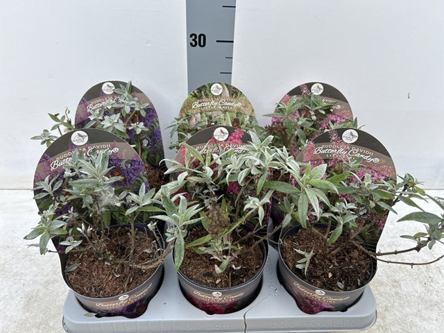 Buddleja Butterfly Candy 'Little Pink' 9cm/1L/2L/3L