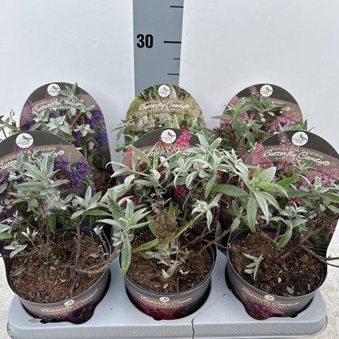 Buddleja Butterfly Candy SURPRISE COLOUR - Dwarf Buddleja 1L