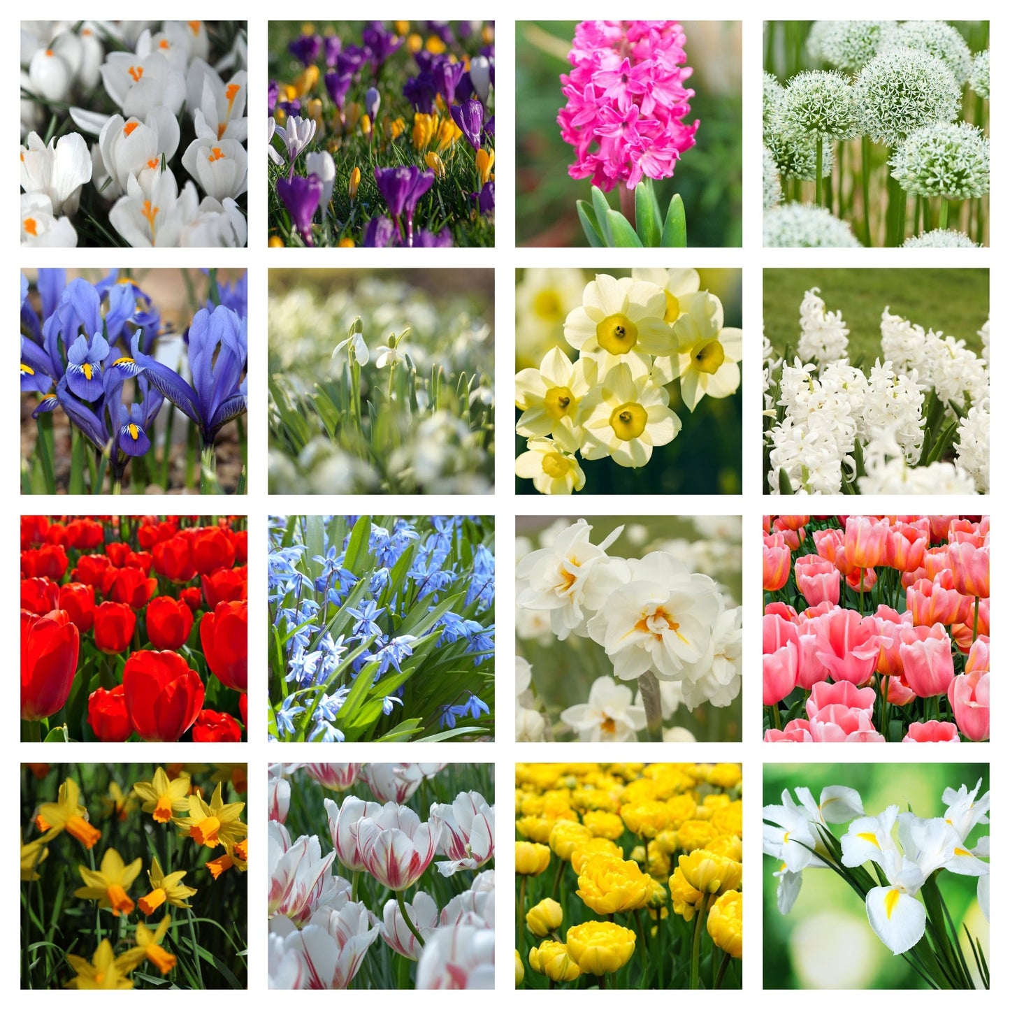 10 x Packets of Spring Flowering Bulbs