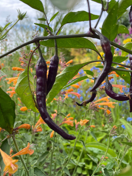 Buena Mulata Chilli