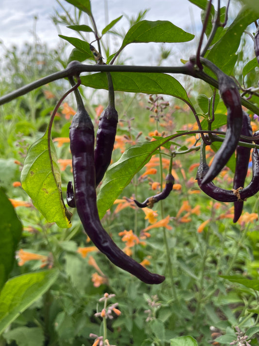 Buena Mulata Chilli