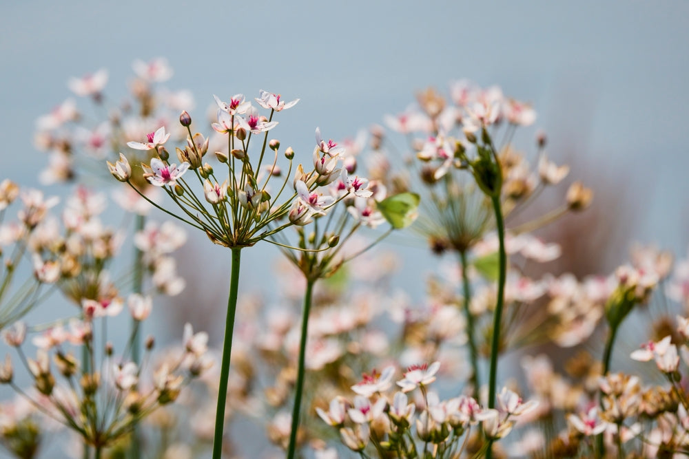 Butomus Umbellatus Live Water Plant Aquatic Pond Lake Marginal (Bargain) - MP011