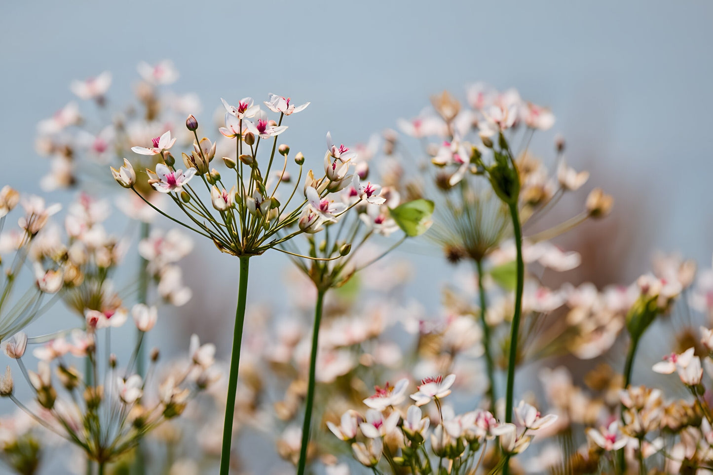 Butomus umbellatus (Bargain)