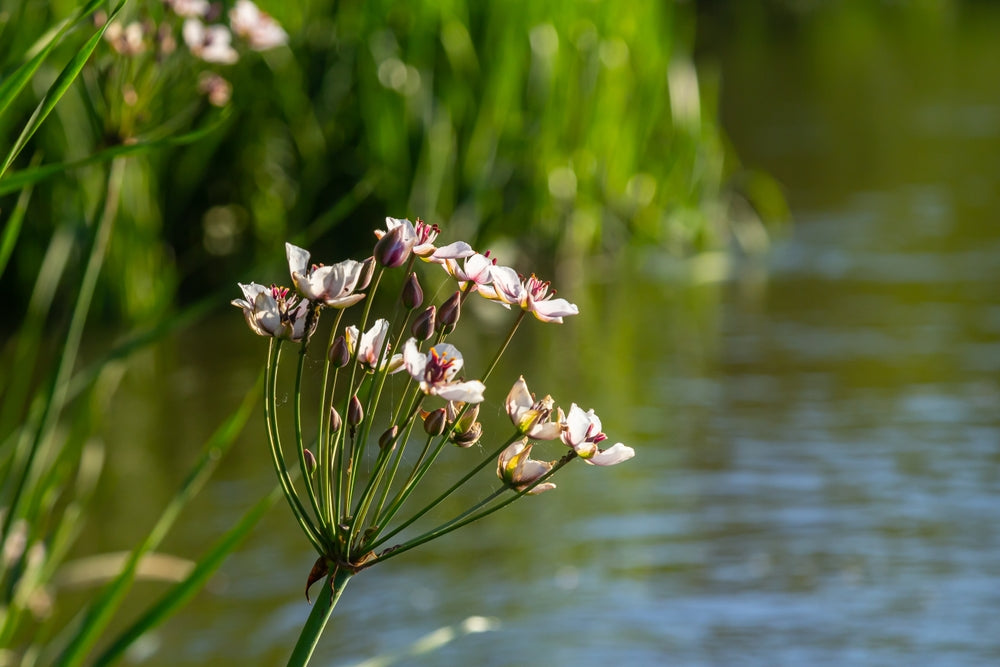 Butomus Umbellatus Live Water Plant Aquatic Pond Lake Marginal (Bargain) - MP011