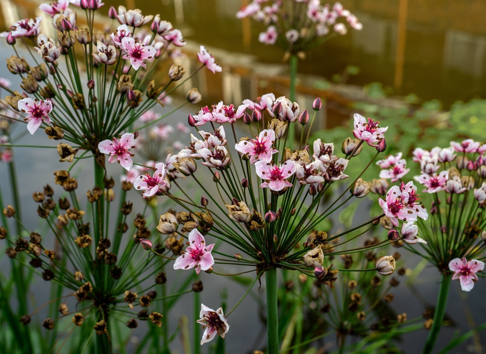 Butomus umbellatus (Flowering rush) - Marginal Pond Plants - MP011