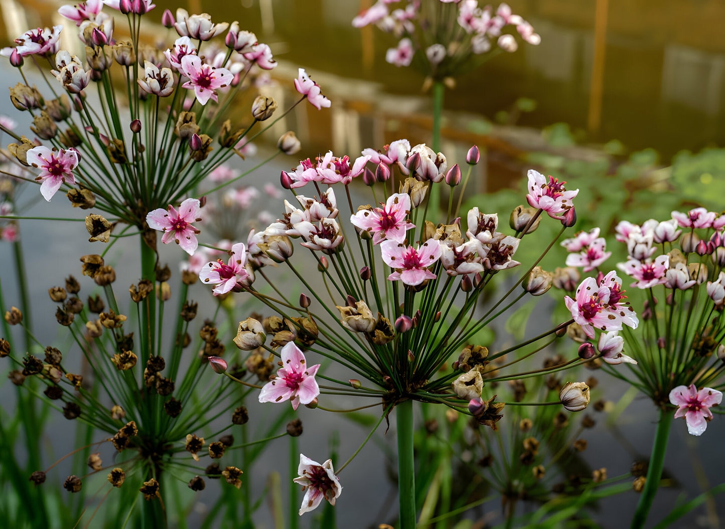 Butomus umbellatus