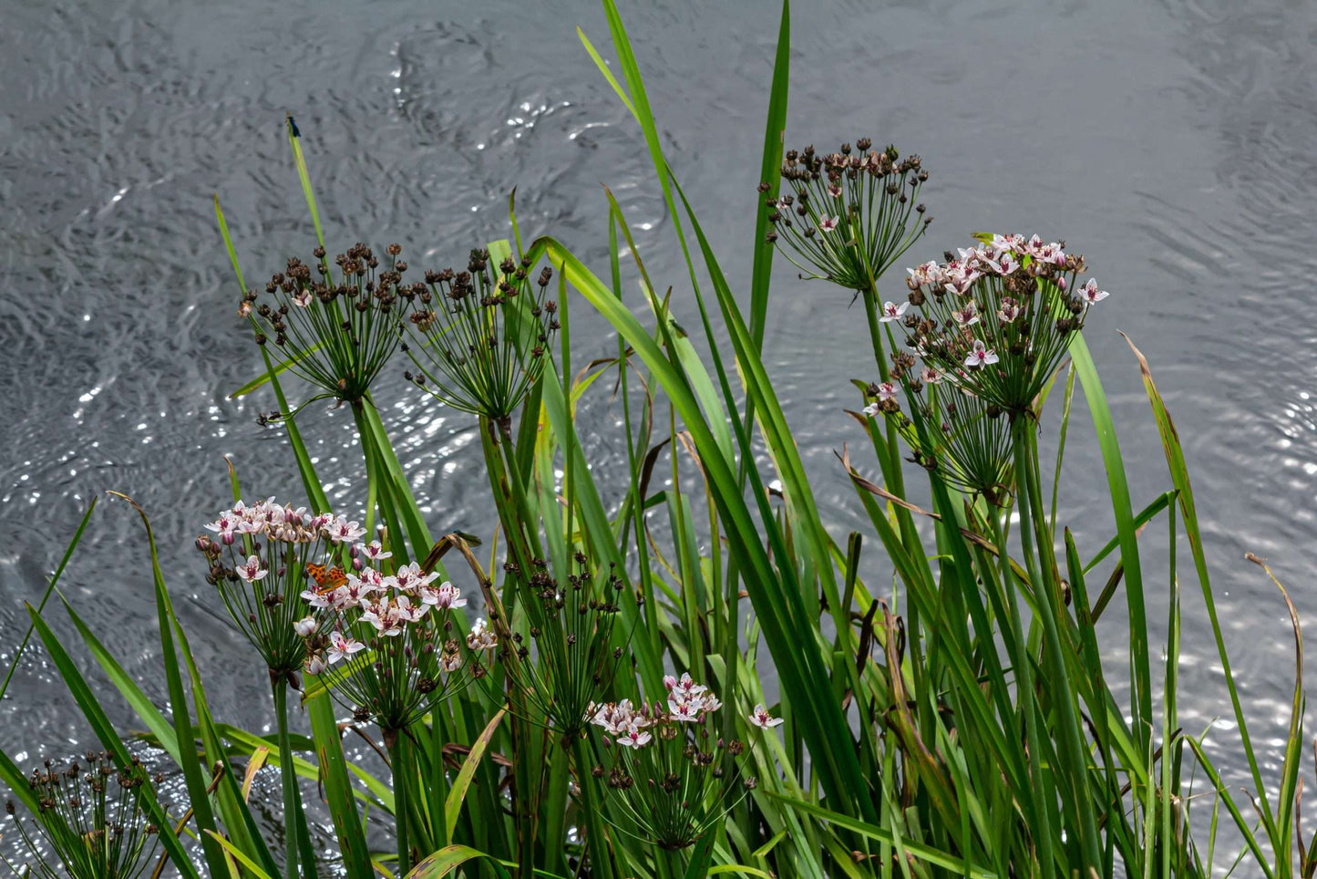 Butomus Umbellatus Live Water Plant Aquatic Pond Lake Marginal (Bargain) - MP011