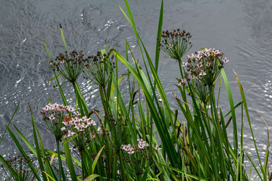 Butomus Umbellatus Live Water Plant Aquatic Pond Lake Marginal (Bargain) - MP011