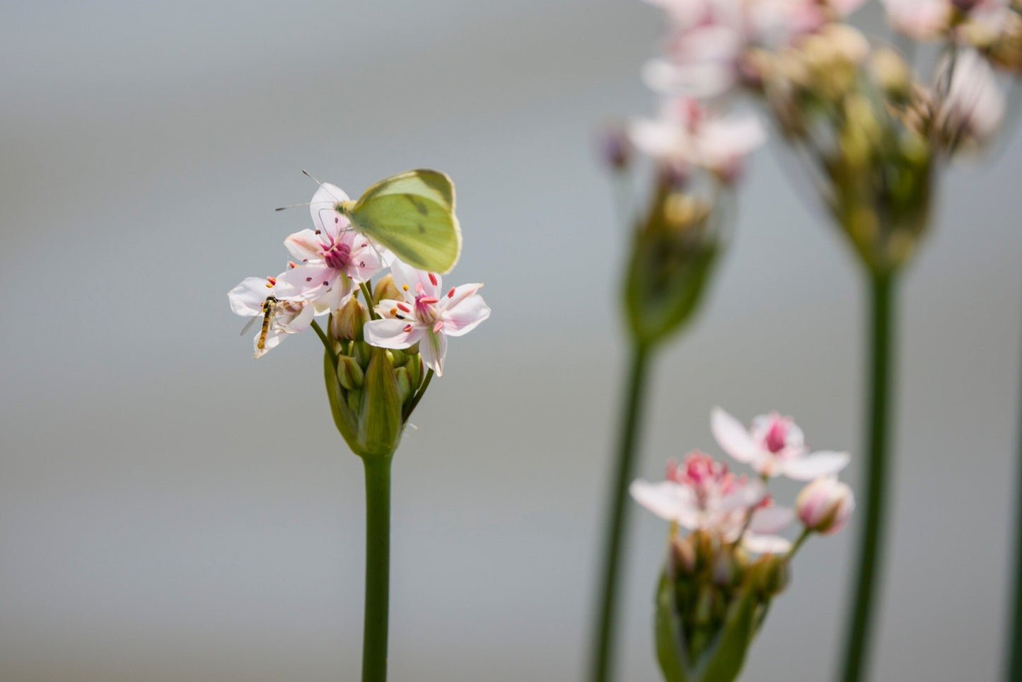 Butomus umbellatus 'Schneeweisschen'