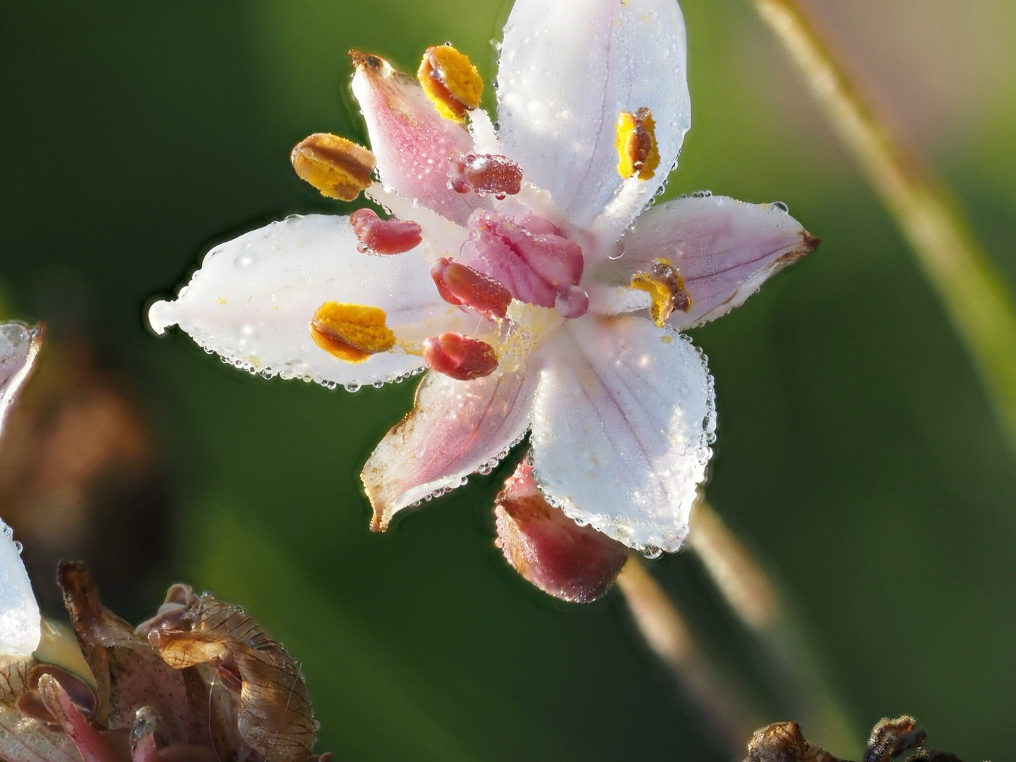 Butomus umbellatus 'Schneeweisschen'