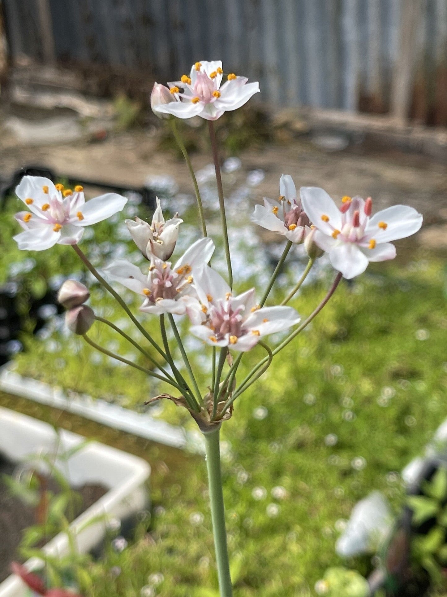 Butomus umbellatus 'Schneeweisschen'
