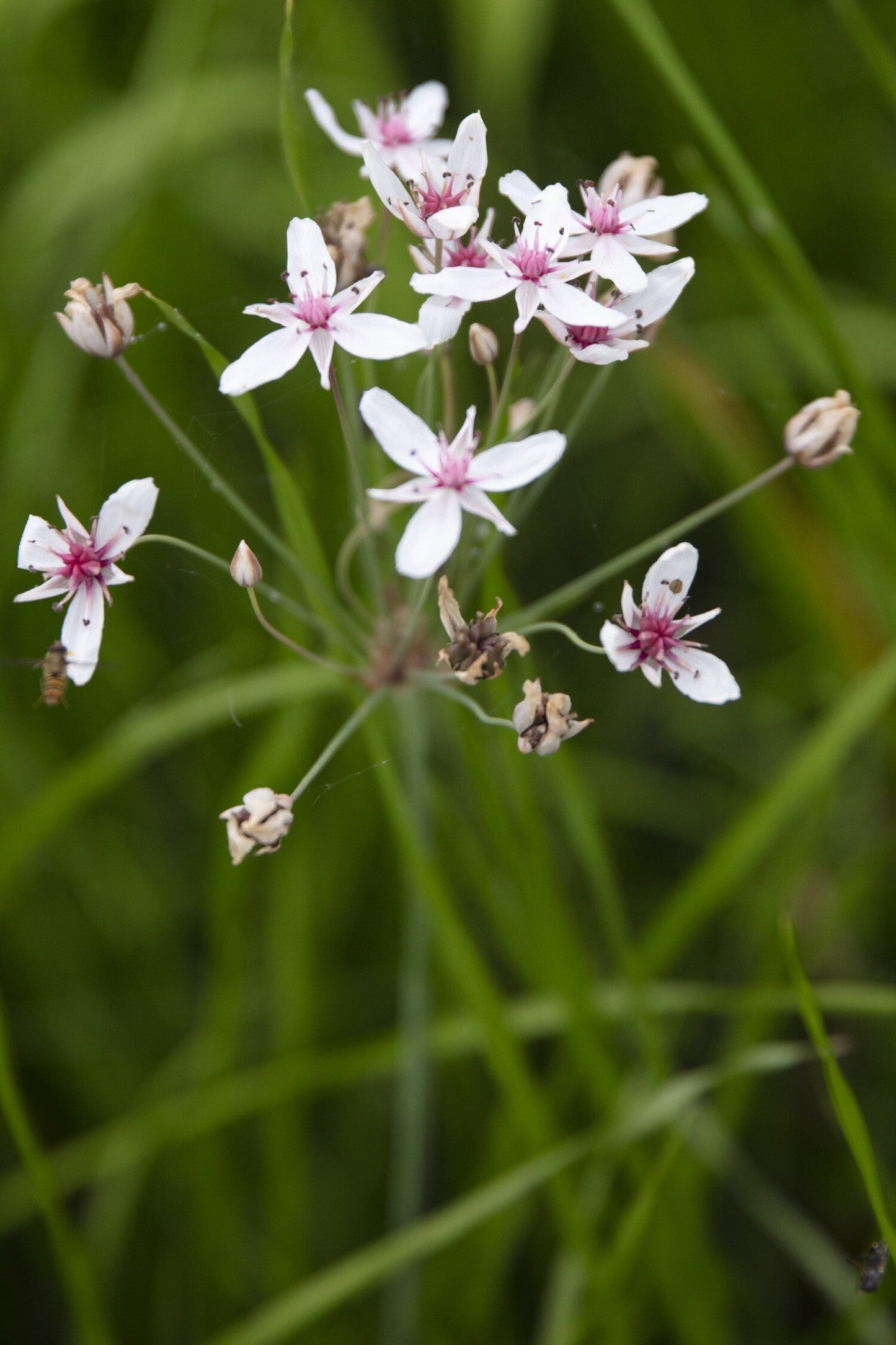 Butomus umbellatus 'Schneeweisschen'