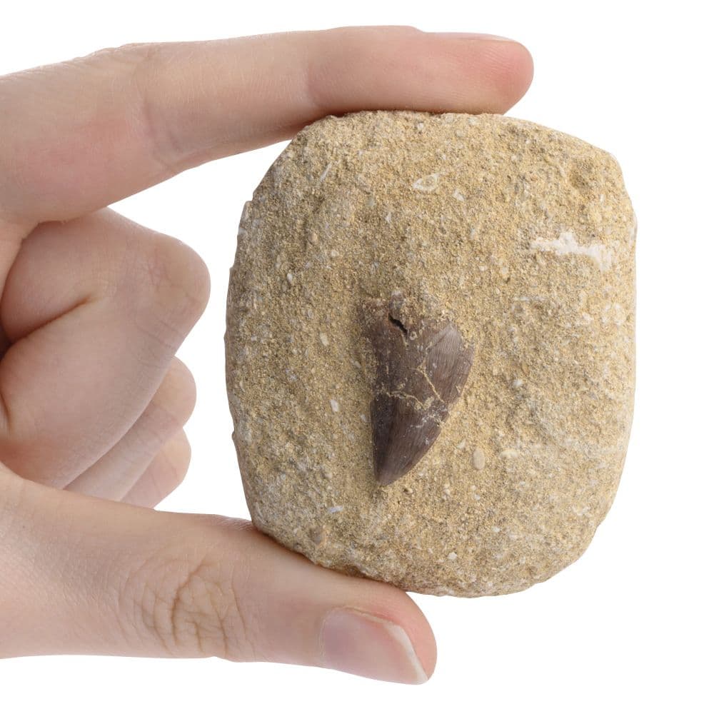 Mosasaur Tooth Fossil Gift Boxed with Information Card (SINGLE UNIT)