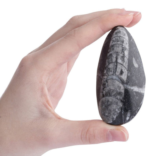 Gift Boxed Orthoceras Fossil with Information Card (SINGLE UNIT)