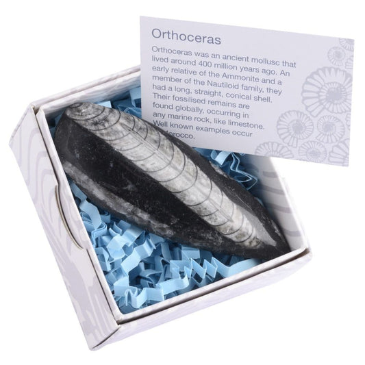 Gift Boxed Orthoceras Fossil with Information Card (SINGLE UNIT)