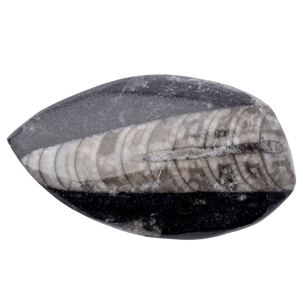 Gift Boxed Orthoceras Fossil with Information Card (SINGLE UNIT)