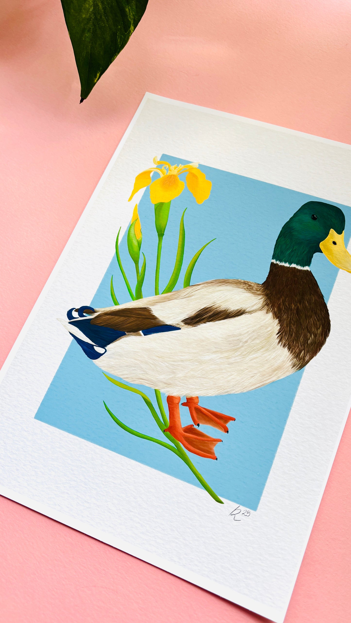 Mallard Duck Art Print- British Wildlife Illustration for Nature Lovers